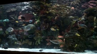 The Mirage Aquarium