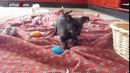 Cute Puppies - A Cute Puppy Videos Compilation 2015