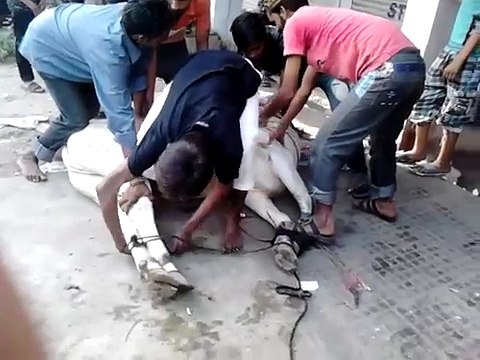 Dangerous Cow Qurbani Eid Ul Azha 2015
