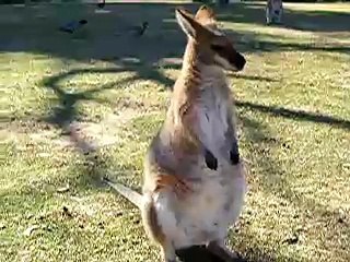 Kangaroos
