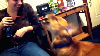klcin Presents: Funny Pet Fails by The Pet Collective