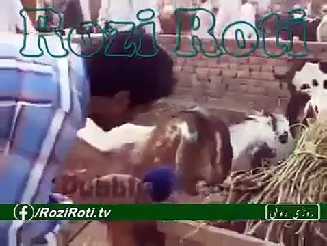 VID-20151211-WA0002.mp4