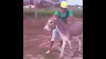 گدے کی سواری دیکھیں اور ھنسیں ride of donkey by a boy
