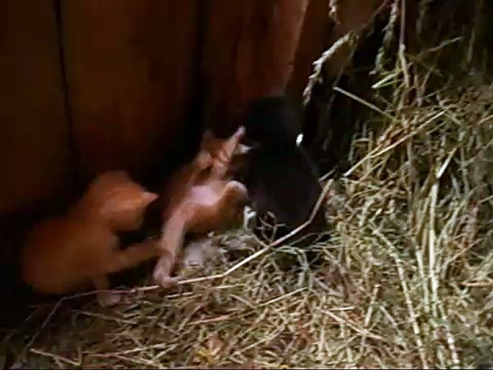 yavru kediler oynaşta