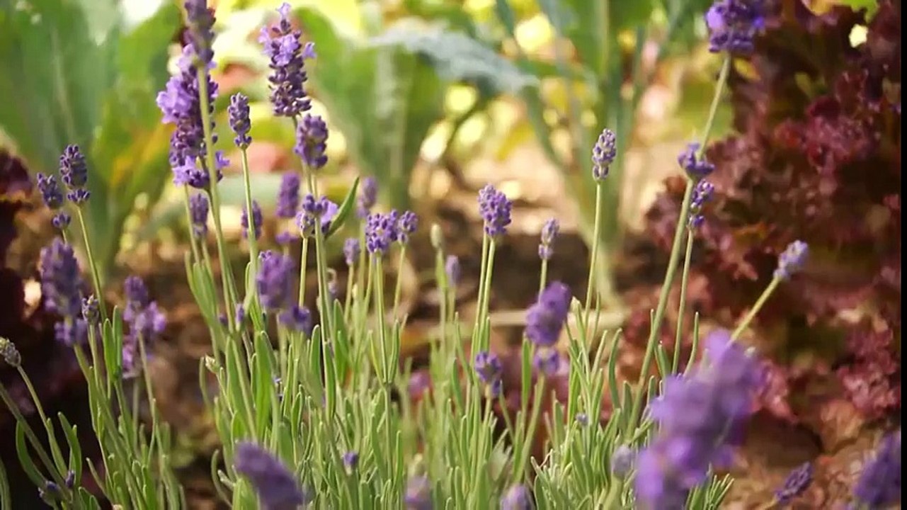 Garden Style ~ Drink Your Yard