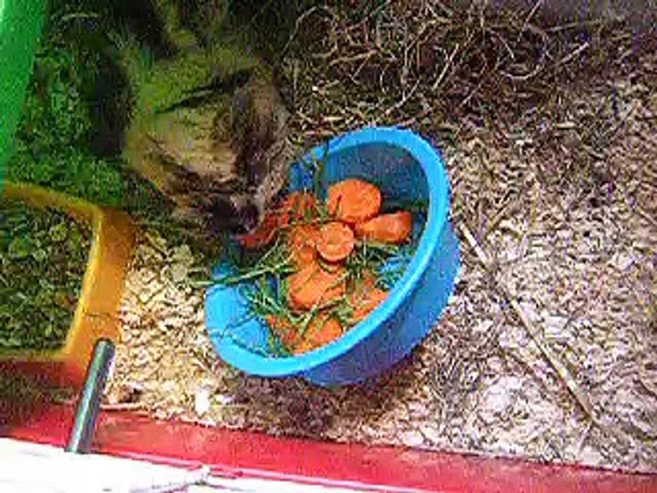 Mi kika y su festin3