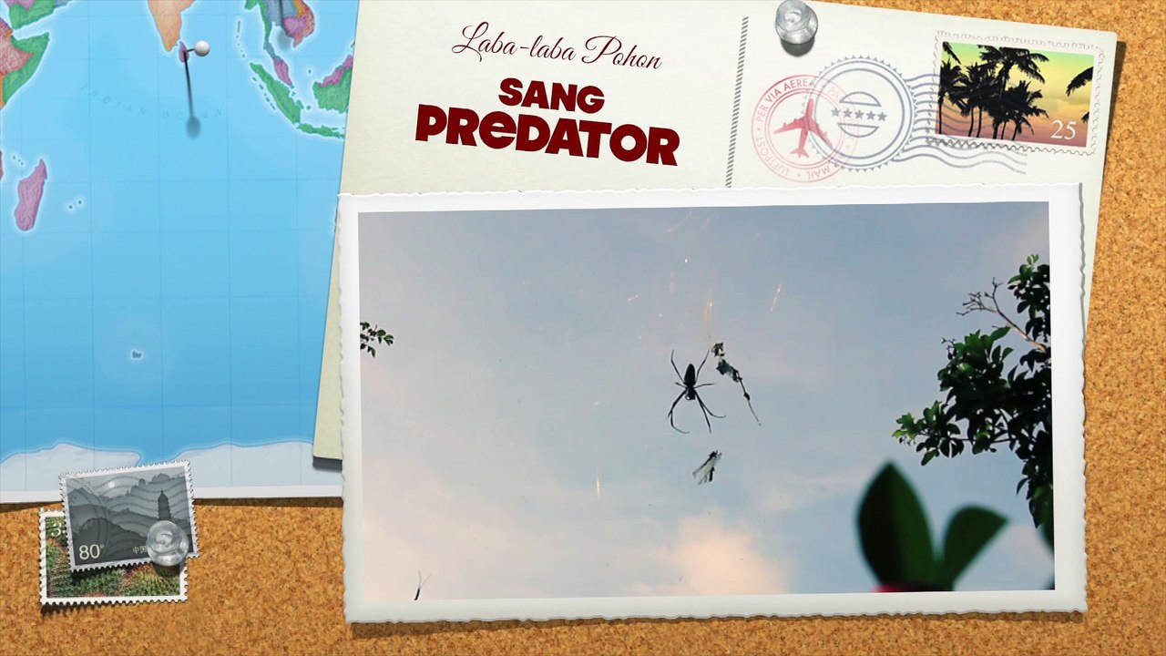Sang PREDATOR