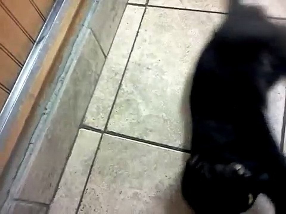 Black cat in store