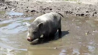 свинья грязь найдет
