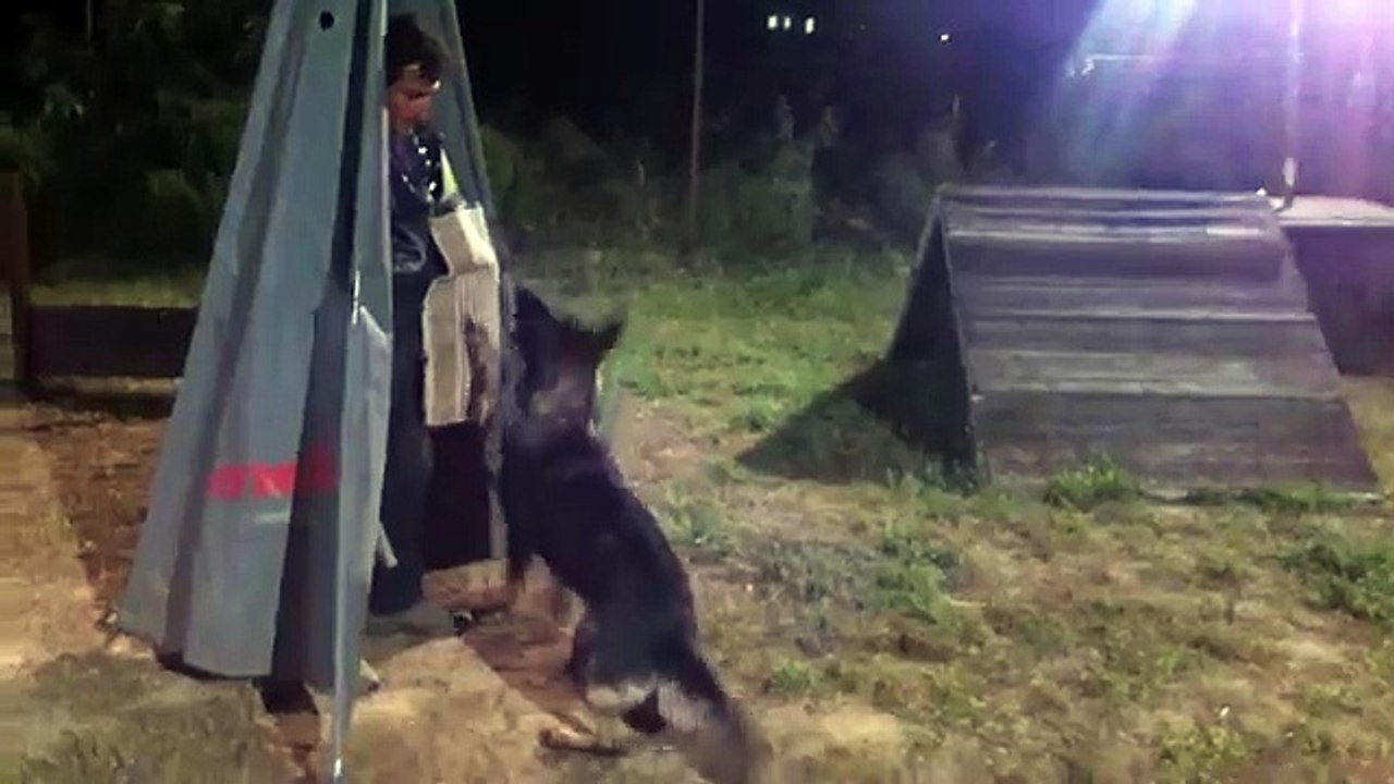 Recall from Bark & Hold Training session