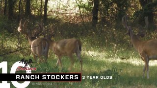 2013 Ranch Stocker Bucks