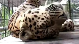Леопарду нравятся ласки