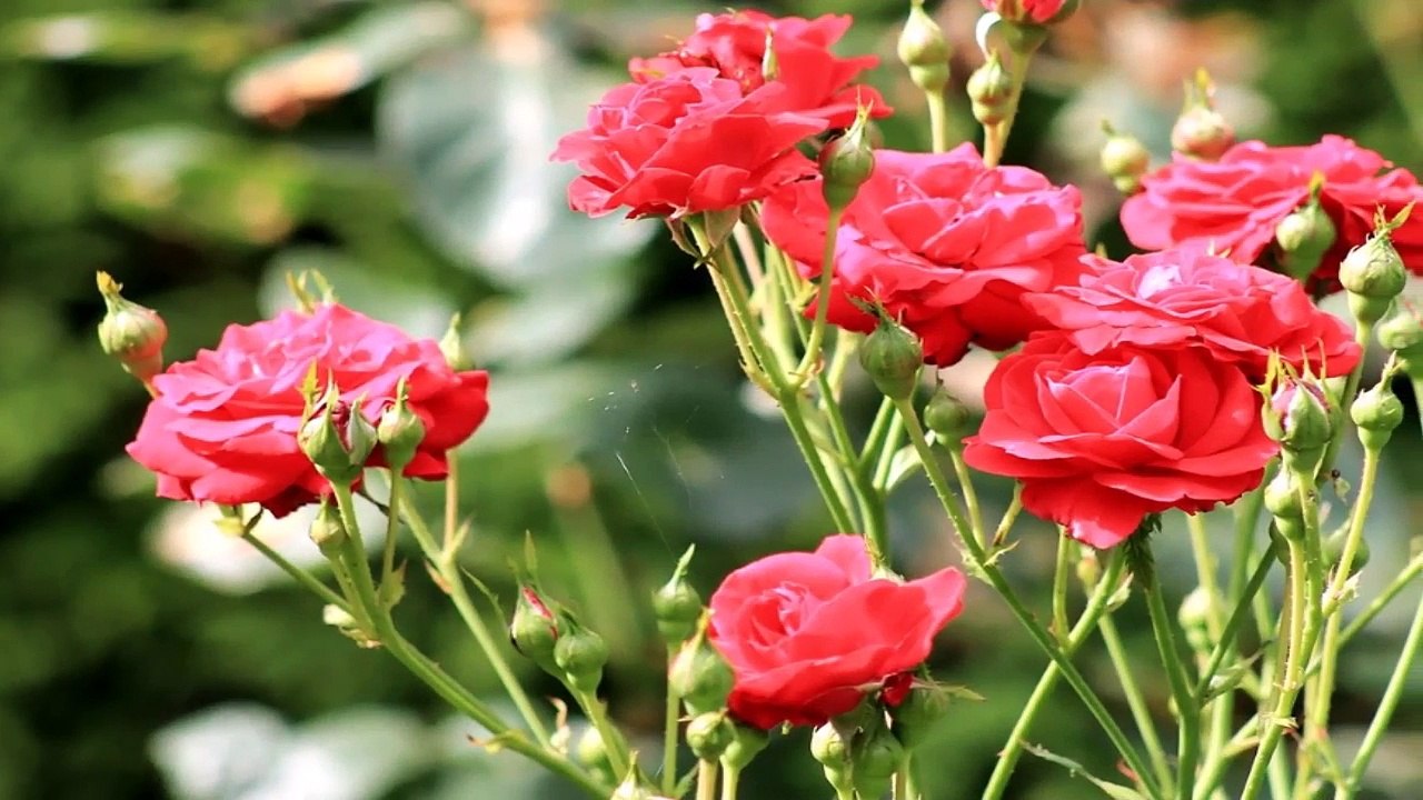 what kind of rose bush do i have