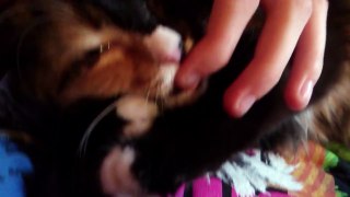 Cat is sucking my fingers :D
