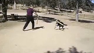Swordfighting Dog