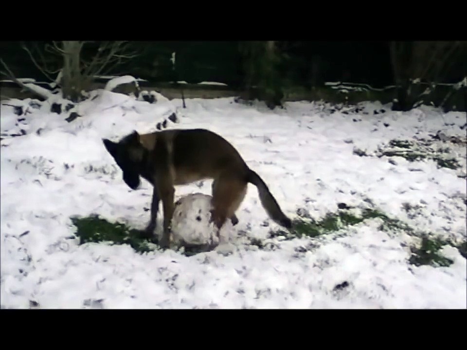 Dog learns how to build a snowman