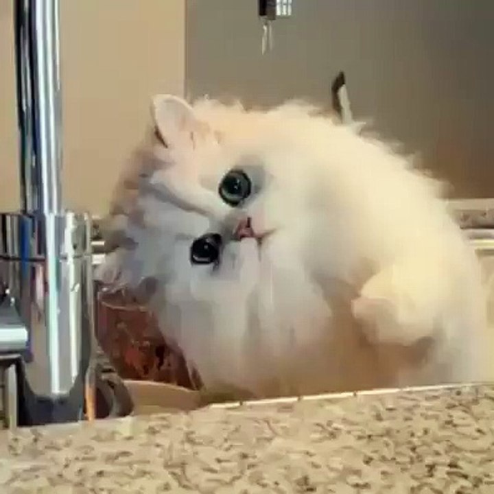 Funny Cat