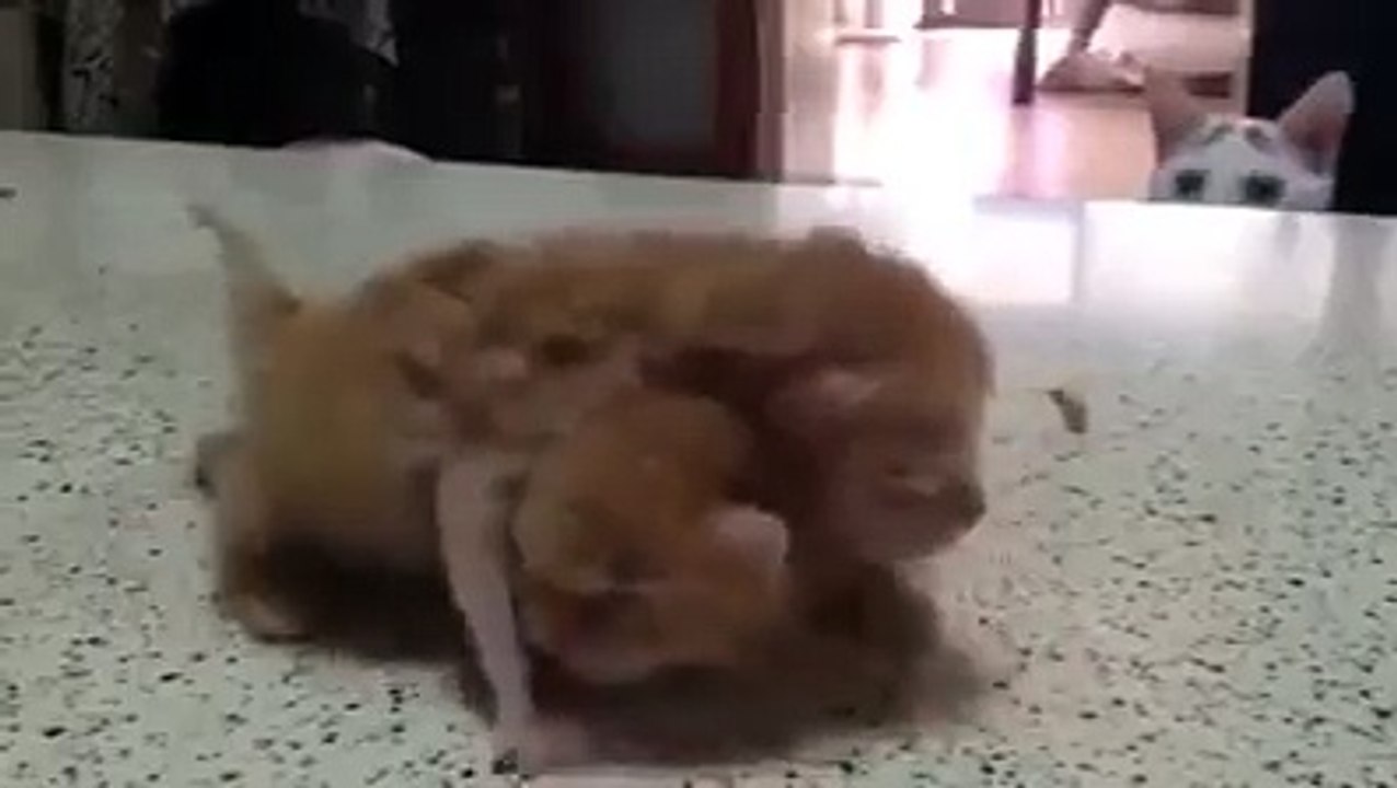 Induk kucing sedang bermain dengan anaknya