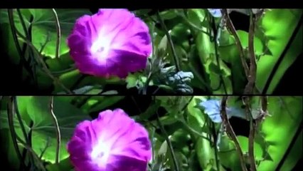 Eventi a Impatto Zero®