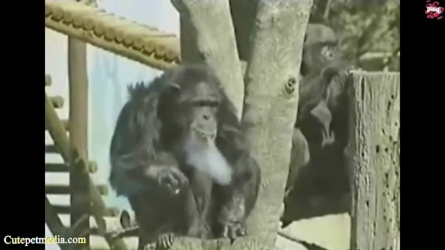 BEST Funny ANIMALS 2016 - Try not to laugh- Funniest MOMENTS Monkeys Cats Dogs (Full HD)