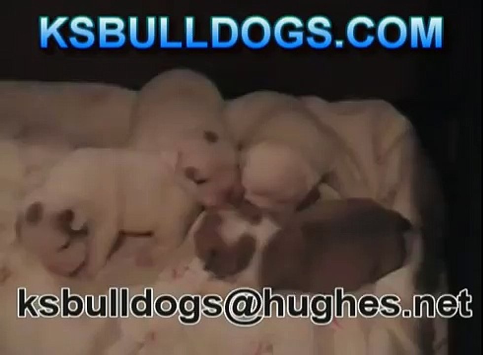 Four English Bulldog Puppies