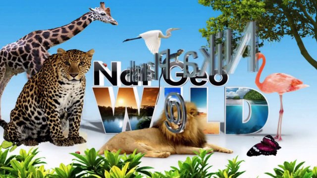 Английский для самых маленьких детей. Развивающий мультик для детей