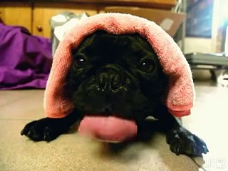 Bulldog Does His Best Impression of a Diesel Engine