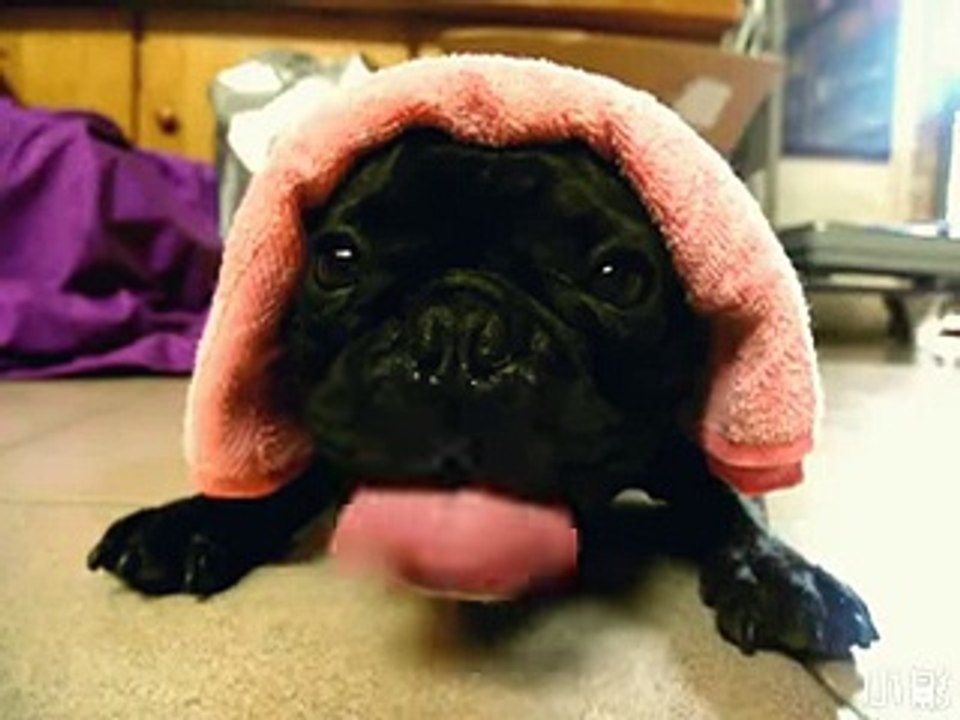 Bulldog Does His Best Impression of a Diesel Engine