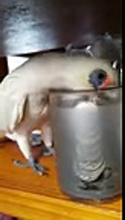 Crazy Parrot can't stop speaking and throwing coins away