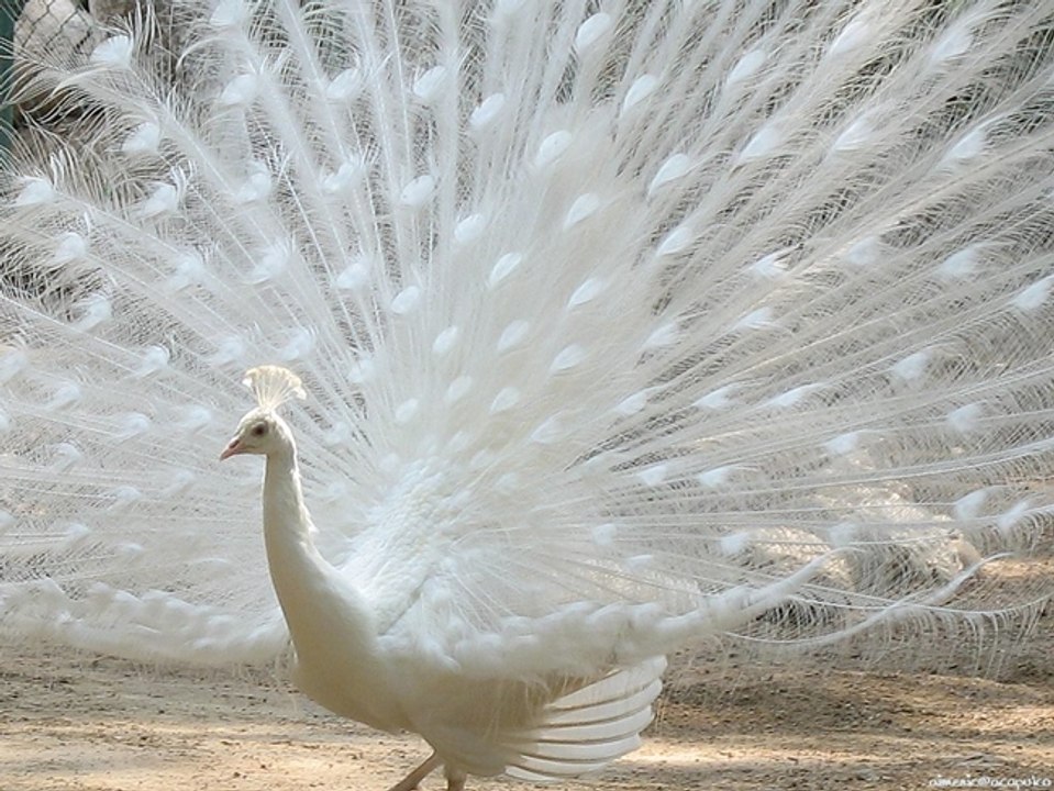 Amazing White peacock dance for AR Rahman music  Beautiful birds dancing