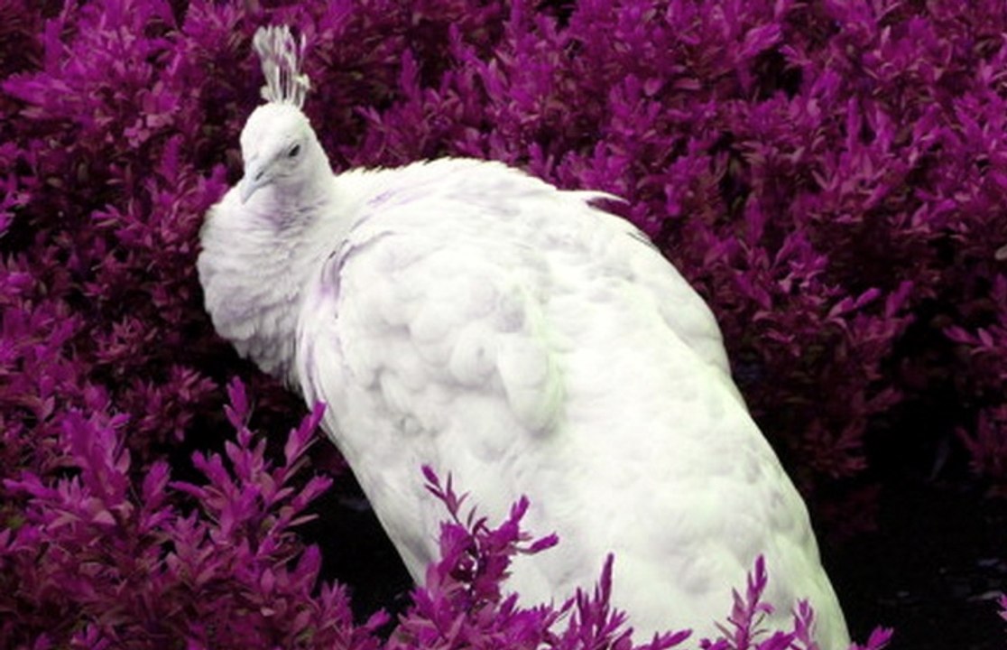 beatiful white peacock reacts for visitors