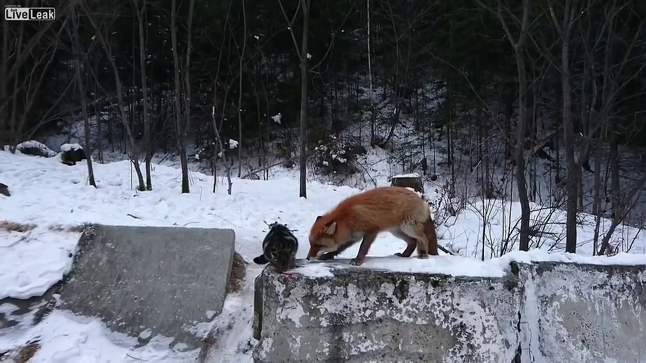 Fox teaching some jungle rules to home cat