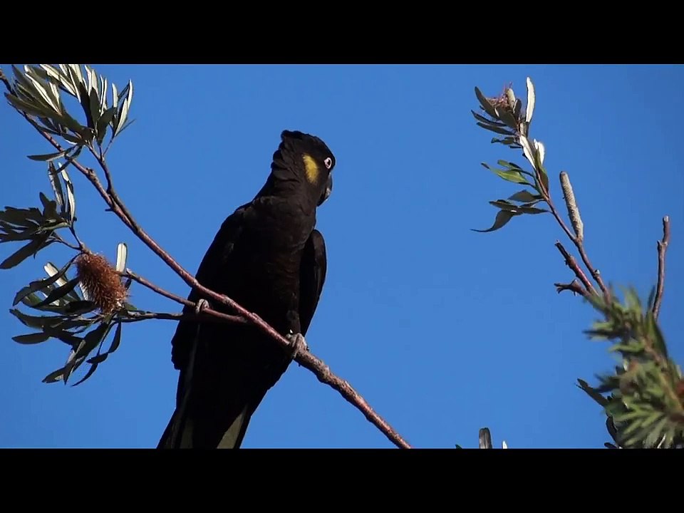 Yellow-tailed Black-Cockatoo Couple キミミクロオウムのカップル