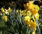 Wordsworth The Daffodils Chopin Janette Miller/Heffernan