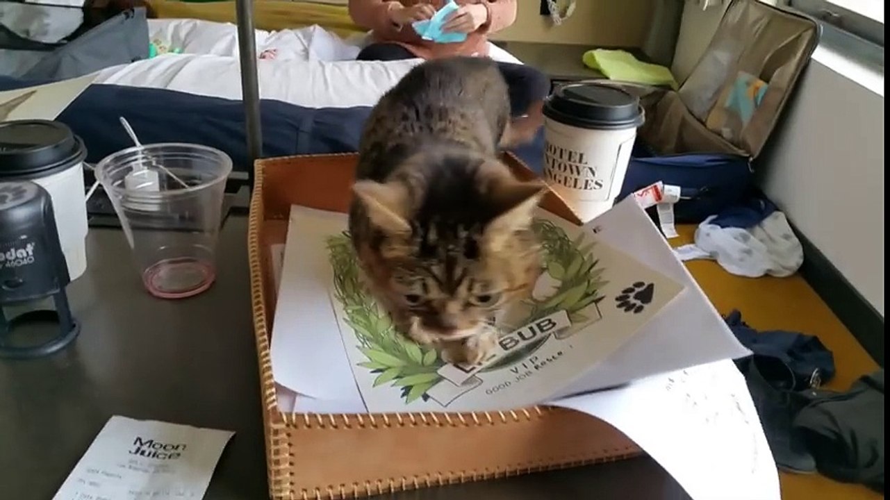 Rambunctious BUB