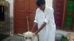 ---Pakistan bull dog -  Shaki  - from zubi khan - 28 07 2012