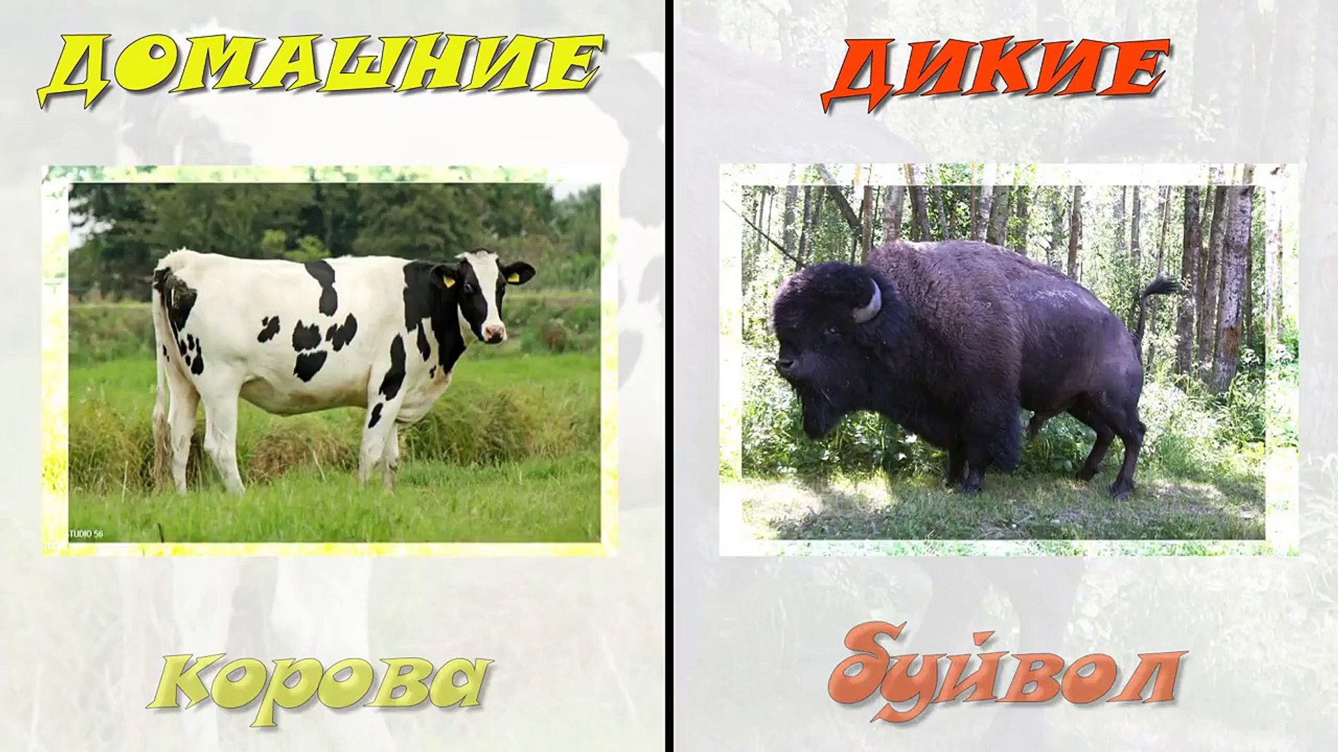 ⁣Домашниe и дикие животные. Развивающие мультфильмы для детей