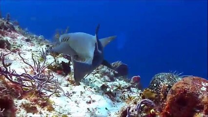 Giant Saw Toothed Shark   Real or Fake