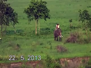 GORUMARA FOREST , DOORS , WEST BENGAL