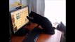 Funny cats react things l Funny and silly cats video