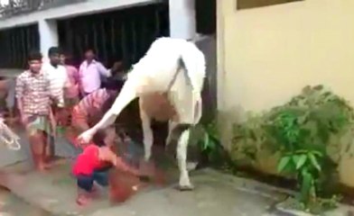 İnek Çocuğun Kafasına Tekme Attı