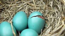 Kuşun doğum anı-Yumurtalar çatlıyor-Kuşun doğum anı