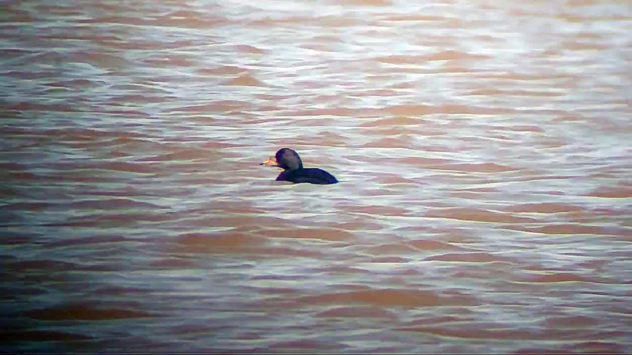 Male Melanitta nigra Nioman  16-04-2013 by Dz.Vincheuski