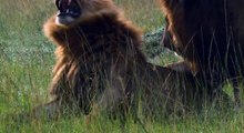 Disneynature - Im Reich der Raubkatzen - Die Löwenmännchen