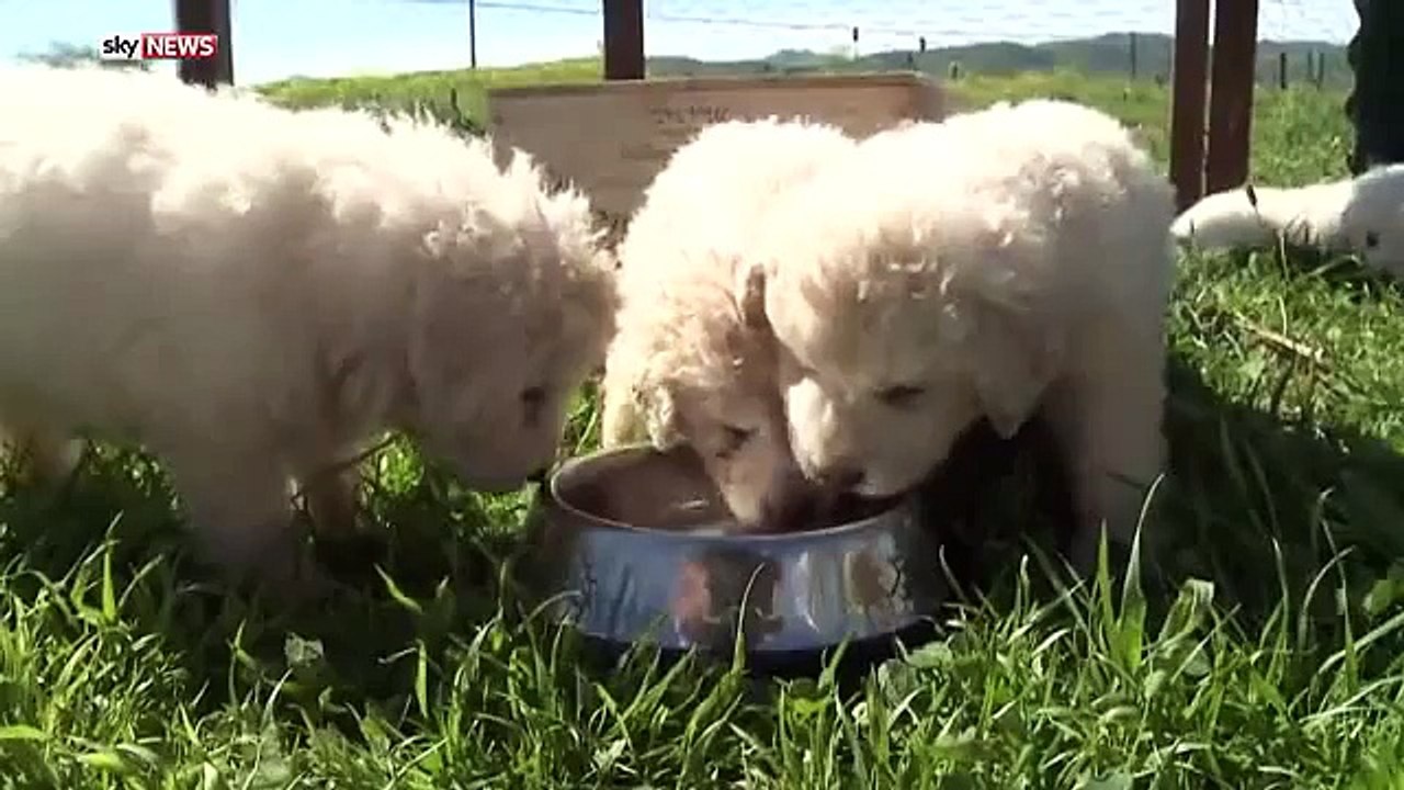 Une femelle donne naissance à 17 chiots - Record - Chien de berger Napa