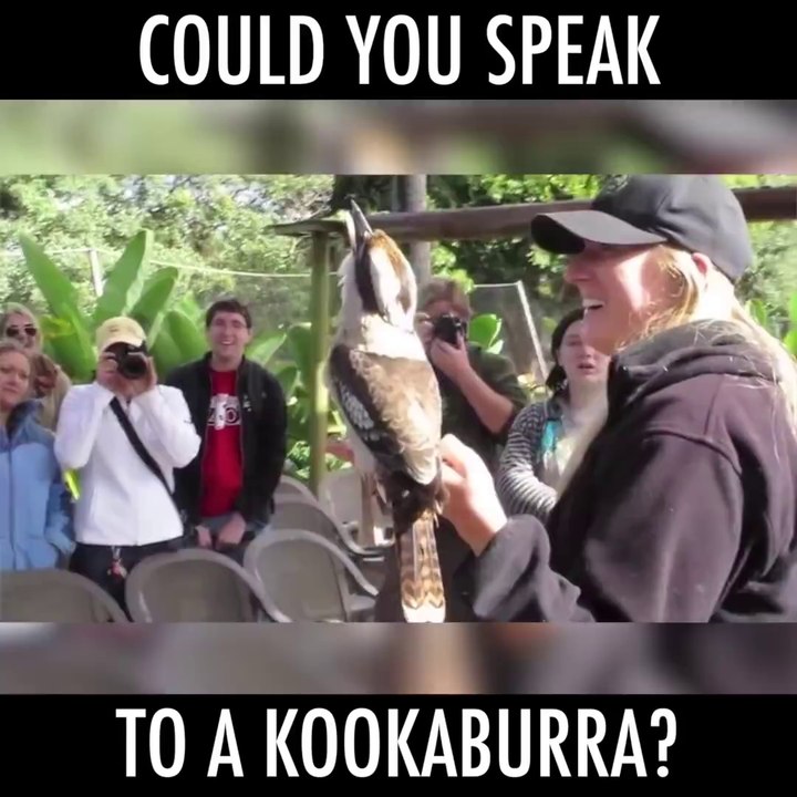 Un oiseau au cri vraiment drôle : le kookaburra