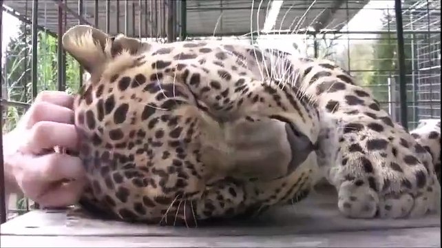 Un guépard tres affectueux - Tellement mignon