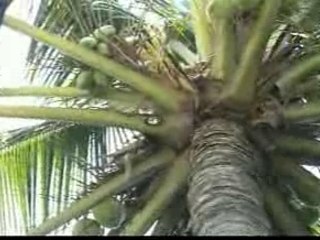 Vo ngua tren doi co non - Thai chau