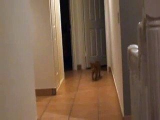 Flash - Ball Fetch IV