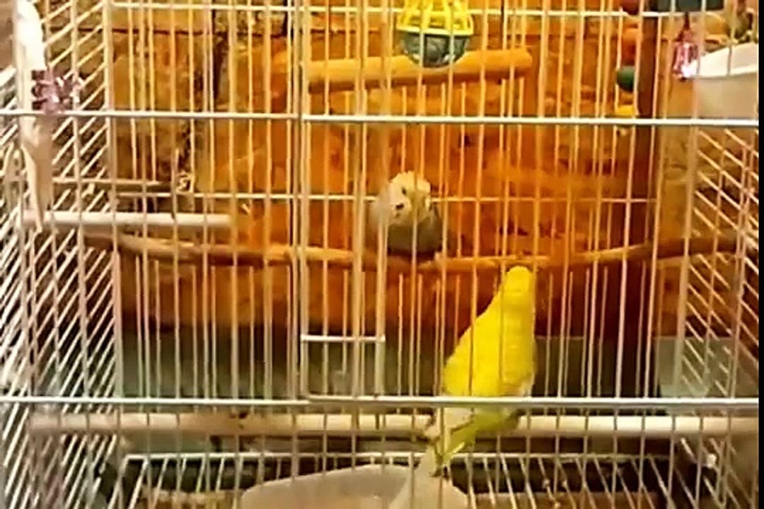 budgies parrots breeding in urdu part 6.